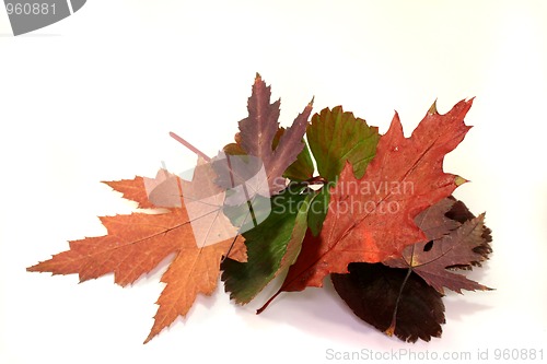 Image of Autumn leaves