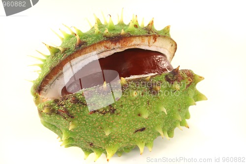 Image of Chestnut