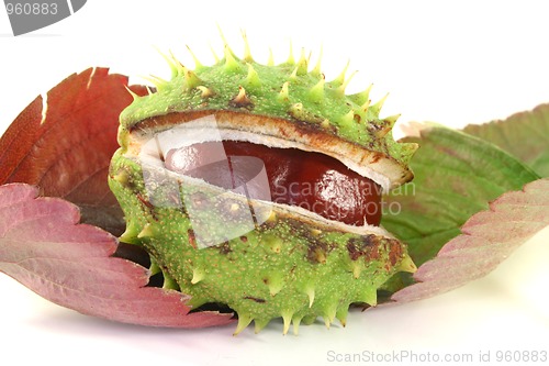 Image of Chestnut on autumn leaves