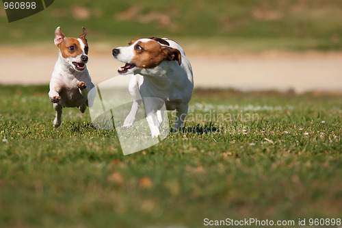 Image of Energetic Jack Russell Terrier Dogs Running on the Grass