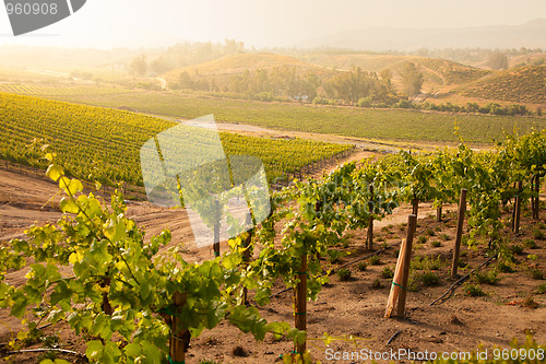 Image of Beautiful Lush Grape Vineyard in The Morning Sun and Mist