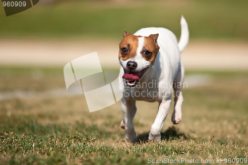 Image of Energetic Jack Russell Terrier Dog Runs on the Grass