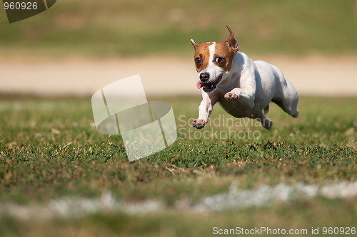 Image of Energetic Jack Russell Terrier Dog Runs on the Grass