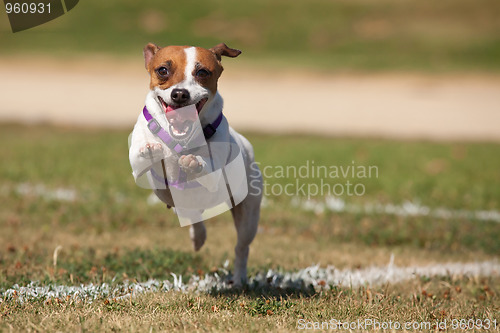 Image of Energetic Jack Russell Terrier Dog Runs on the Grass