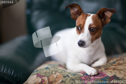 Image of Jack Russell Terrier Puppy Portrait on Pillow