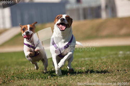 Image of Energetic Jack Russell Terrier Dogs Running on the Grass