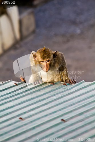 Image of Monkey clamber on the roof 