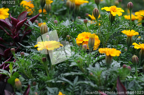 Image of Marigolds at the End of Summer