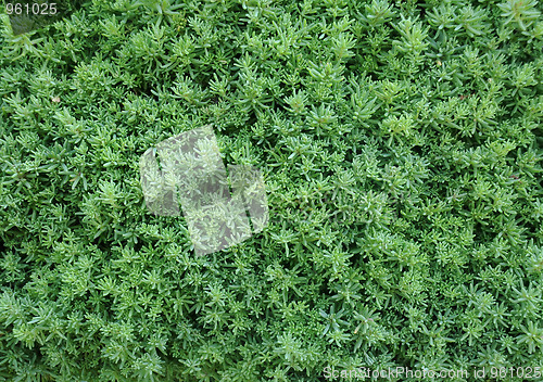 Image of Closeup Hedge