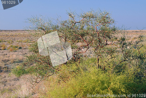 Image of Shrub Vegetation in Prairie