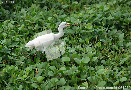 Image of White Egret