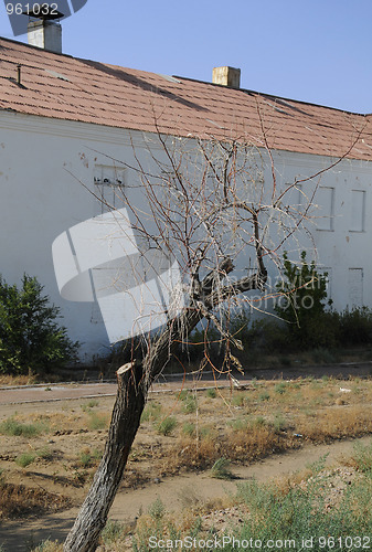 Image of Dry Tree and House Without Windows