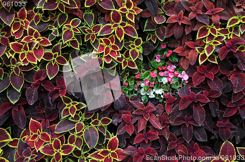 Image of Closeup Design of Flowers