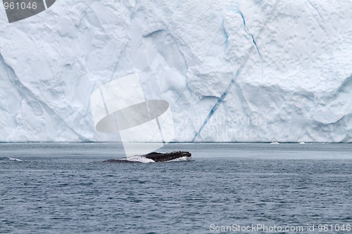 Image of Whale and iceberg
