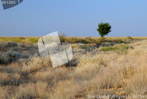 Image of Lone Tree in Savanna