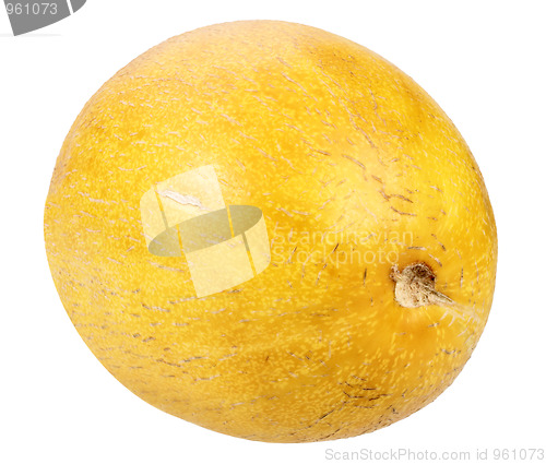 Image of Single ripe yellow melon