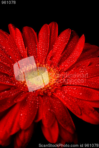 Image of red gerbera