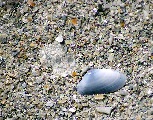 Image of Shell