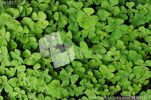Image of green leaves background