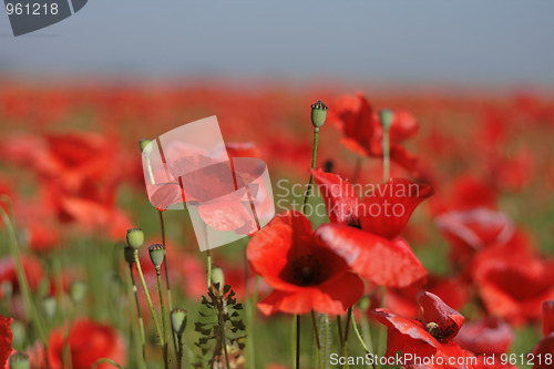 Image of poppy flower field