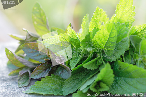 Image of green mint
