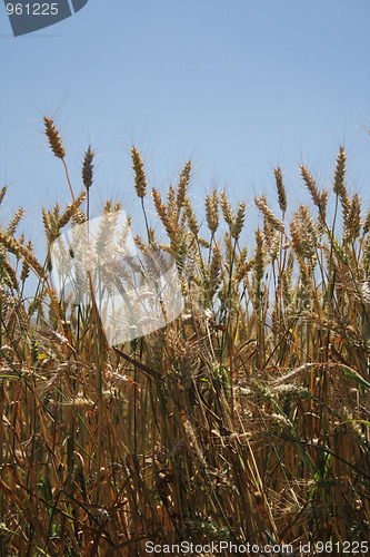 Image of corn field