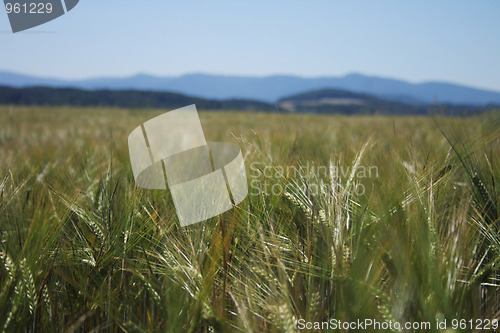 Image of corn field