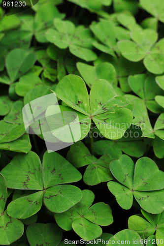 Image of green leaves background