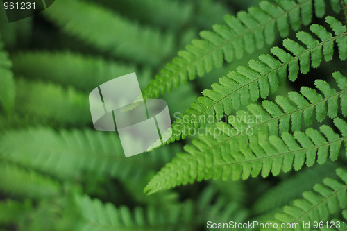 Image of green leaves background