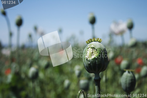 Image of poppy field