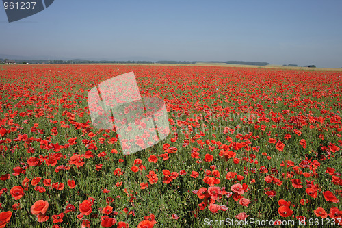 Image of poppy flower field