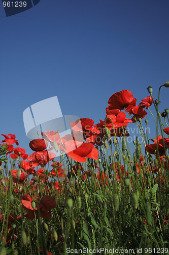 Image of poppy flower field