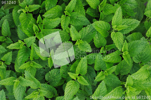 Image of sweet mint background