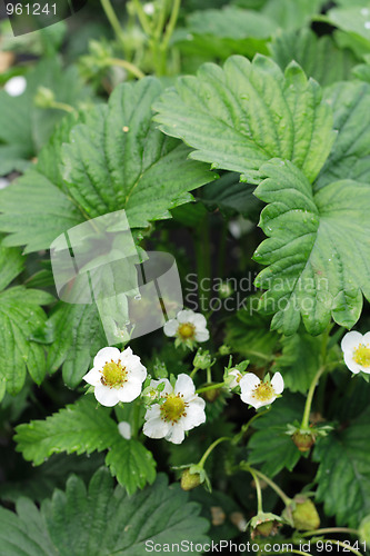 Image of strawberries flower