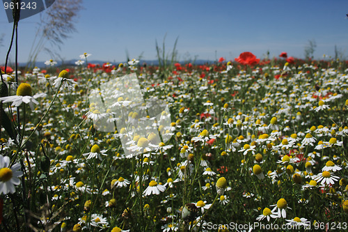 Image of flower field