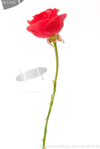 Image of Red rose 