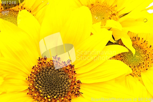 Image of Sunflowers 