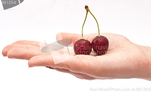 Image of Hand holding red cherry 