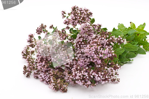 Image of Herbal medicine:Thyme 