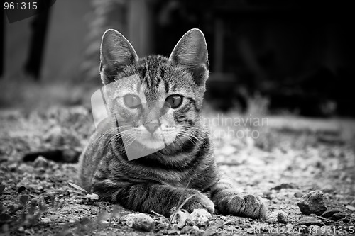 Image of Little kitten in the yard