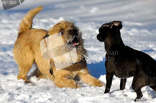 Image of Two dogs playing