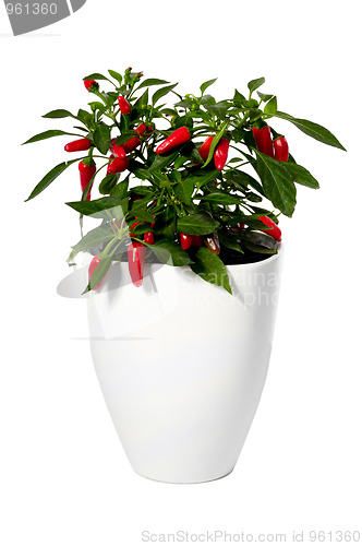 Image of Growing chilli