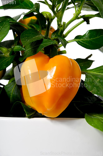 Image of Pepper plant