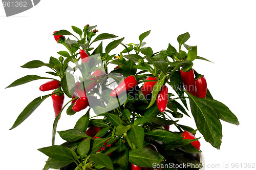 Image of Chilli plant