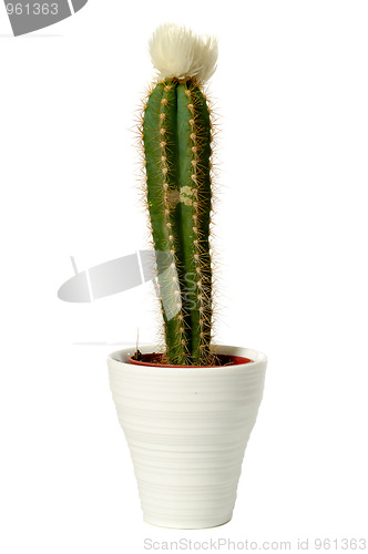 Image of cactus