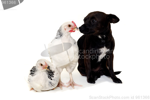 Image of Puppy dog and chickens