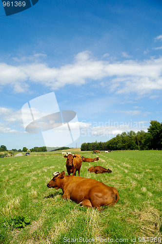 Image of Cows on green grass