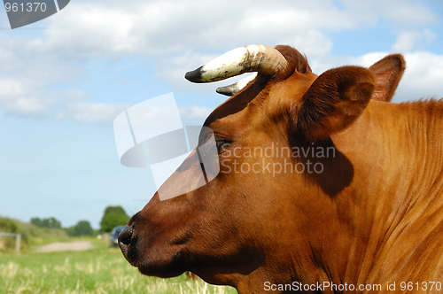 Image of Cow face