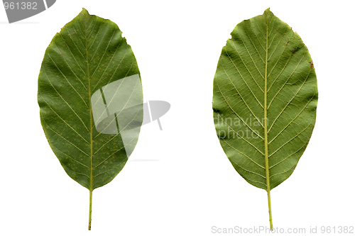 Image of Walnut leaf