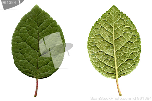 Image of Prune leaf